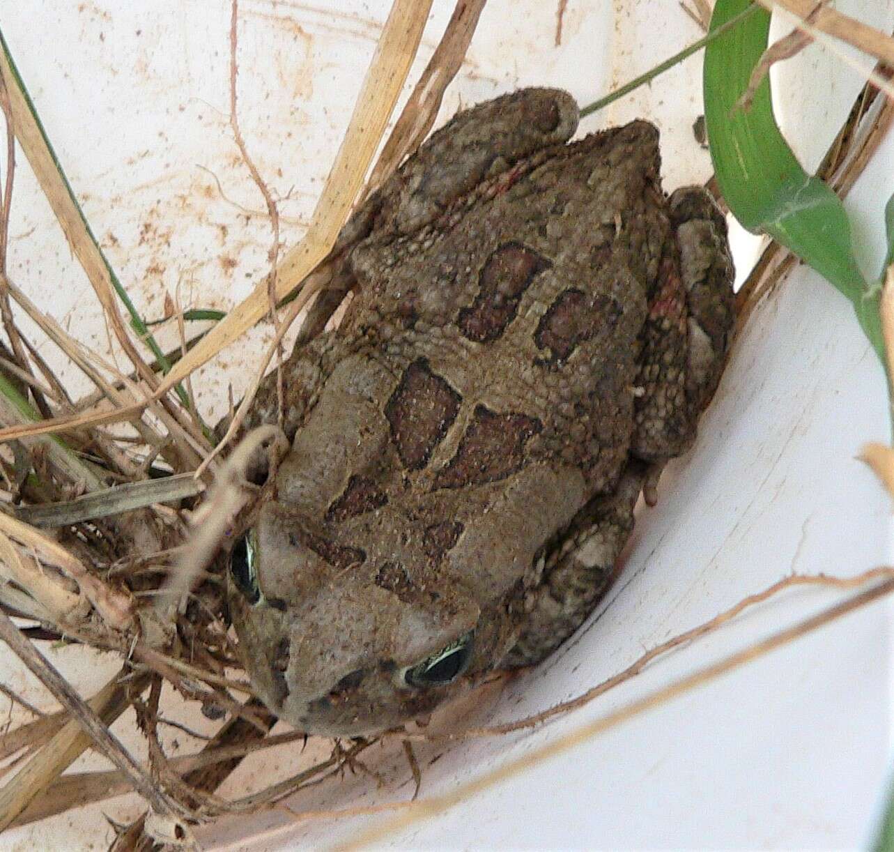 Image of Sclerophrys garmani (Meek 1897)