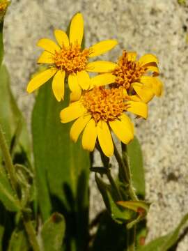 Image of hairy arnica