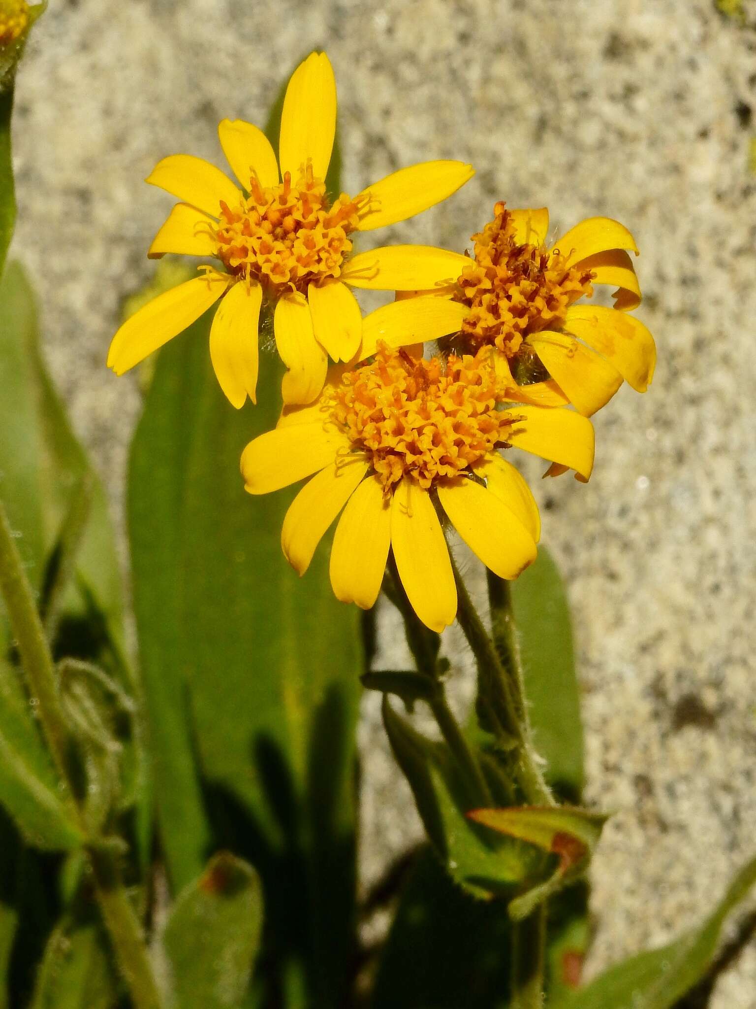 Image of hairy arnica