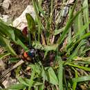 Image of Nicrophorus (Nicrophorus) nigricornis (Faldermann 1835)