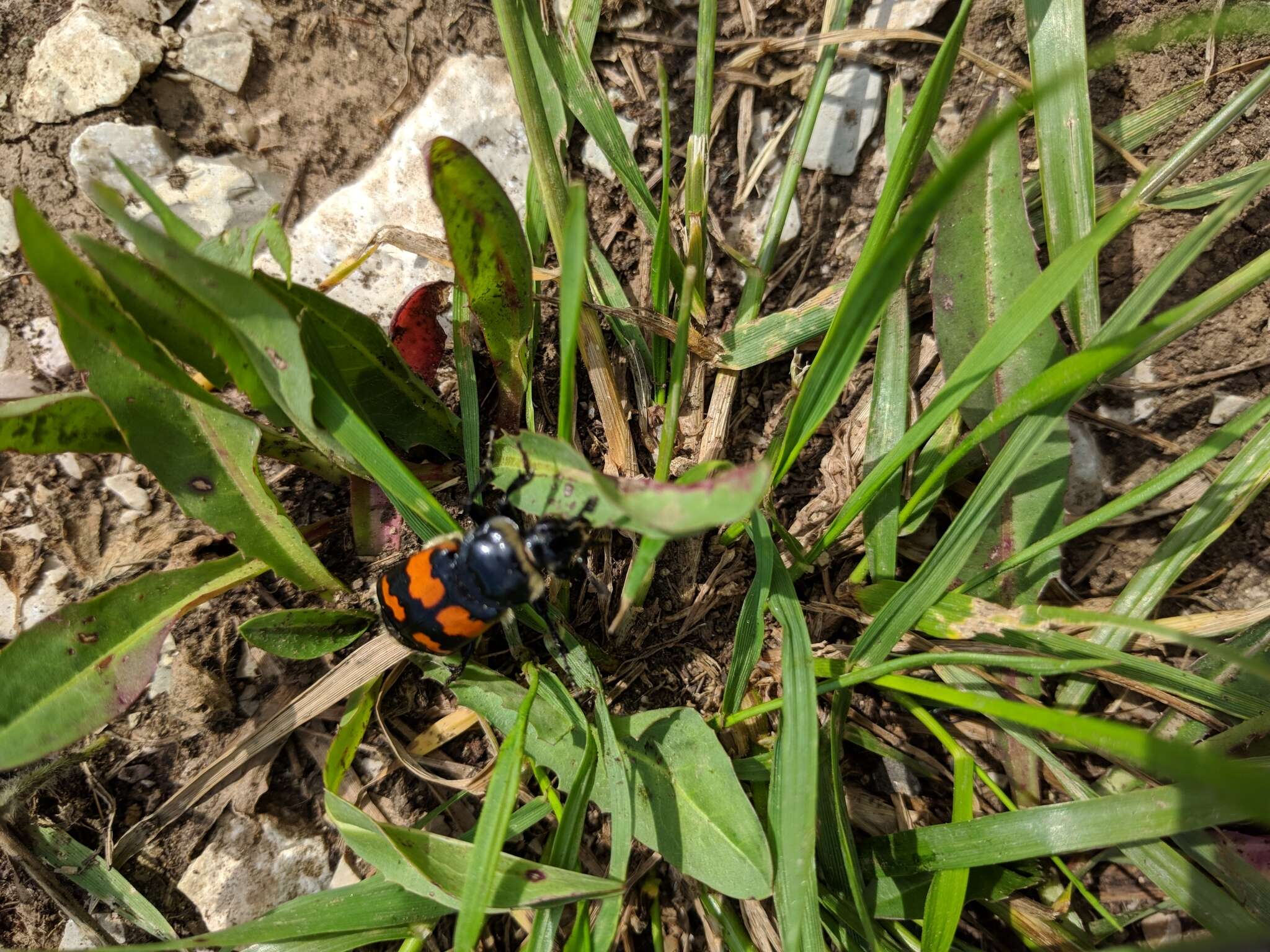 Image of Nicrophorus (Nicrophorus) nigricornis (Faldermann 1835)