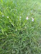 Image of Lobelia fervens Thunb.