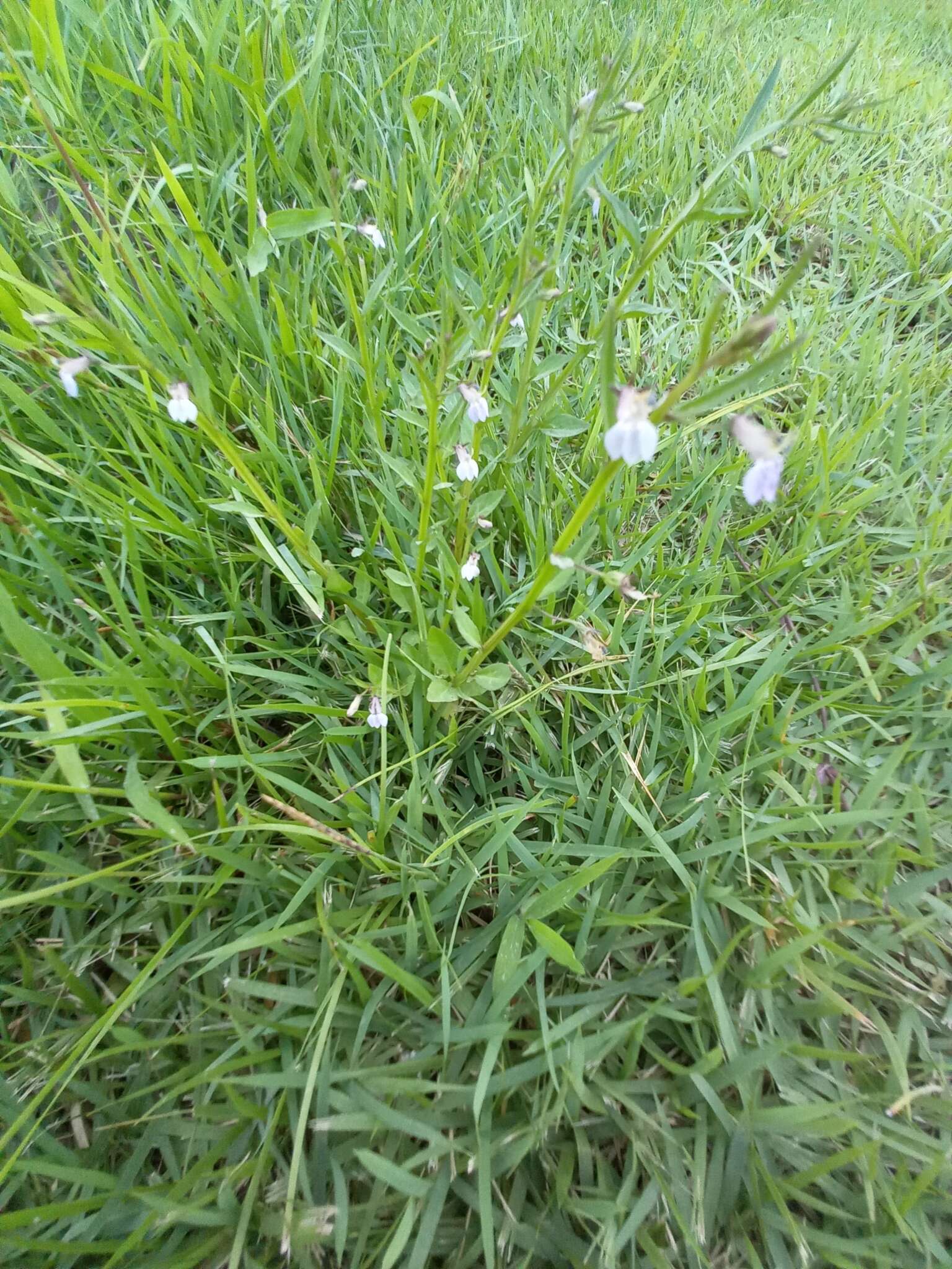 Image of Lobelia fervens Thunb.