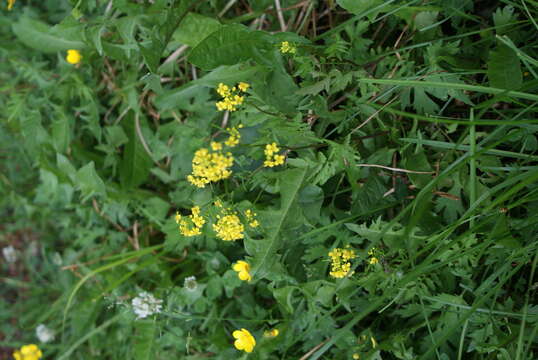 Image of creeping yellowcress