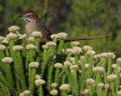 Image of Sphenoeacus Strickland 1841