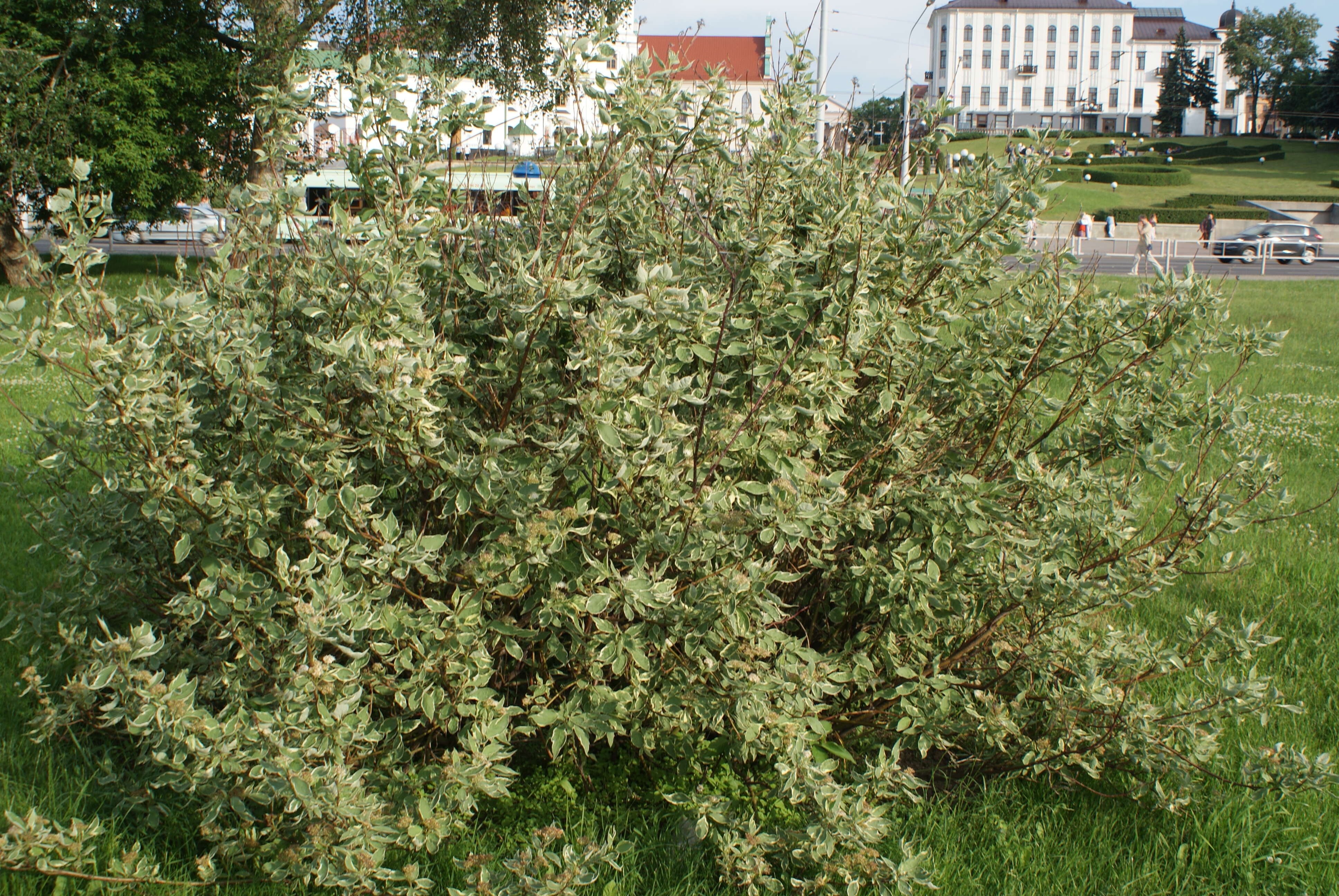 Image of Red-Barked Dogwood