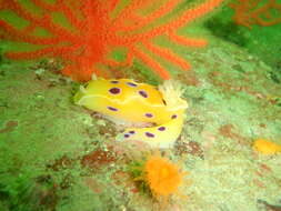 Image of Ceratosoma ingozi Gosliner 1996