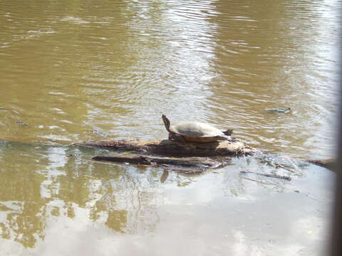 Image of River Cooter