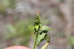 Image de Chloraea viridiflora Poepp.