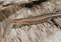 Image of Saxicoline Sunskink