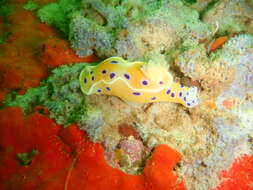 Image of Ceratosoma ingozi Gosliner 1996