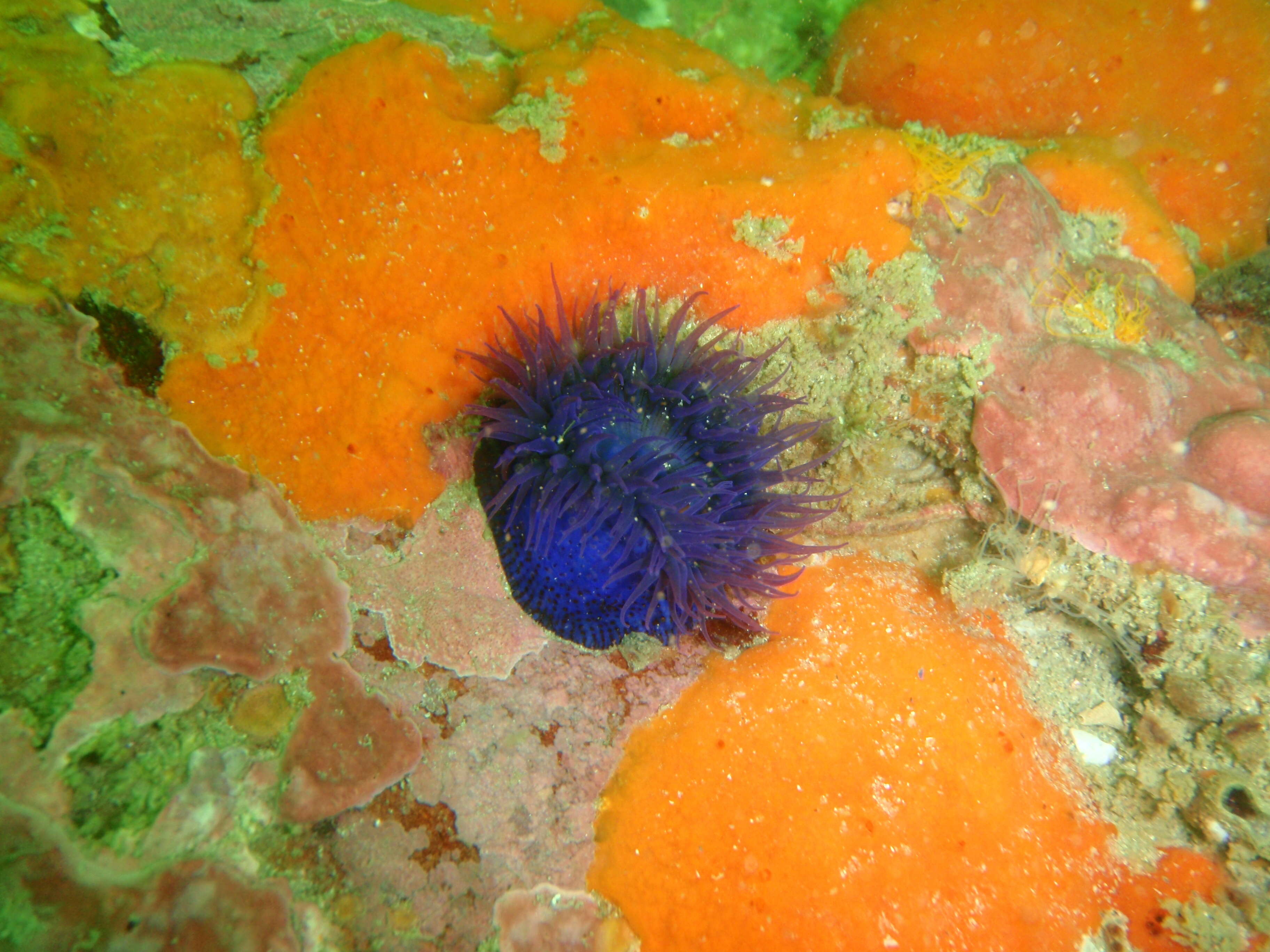 Image of Knobbly anemone