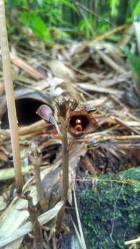 Image of Gastrodia bambu