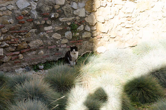 Слика од Festuca glauca Vill.