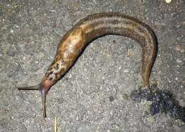 Image of garden slugs