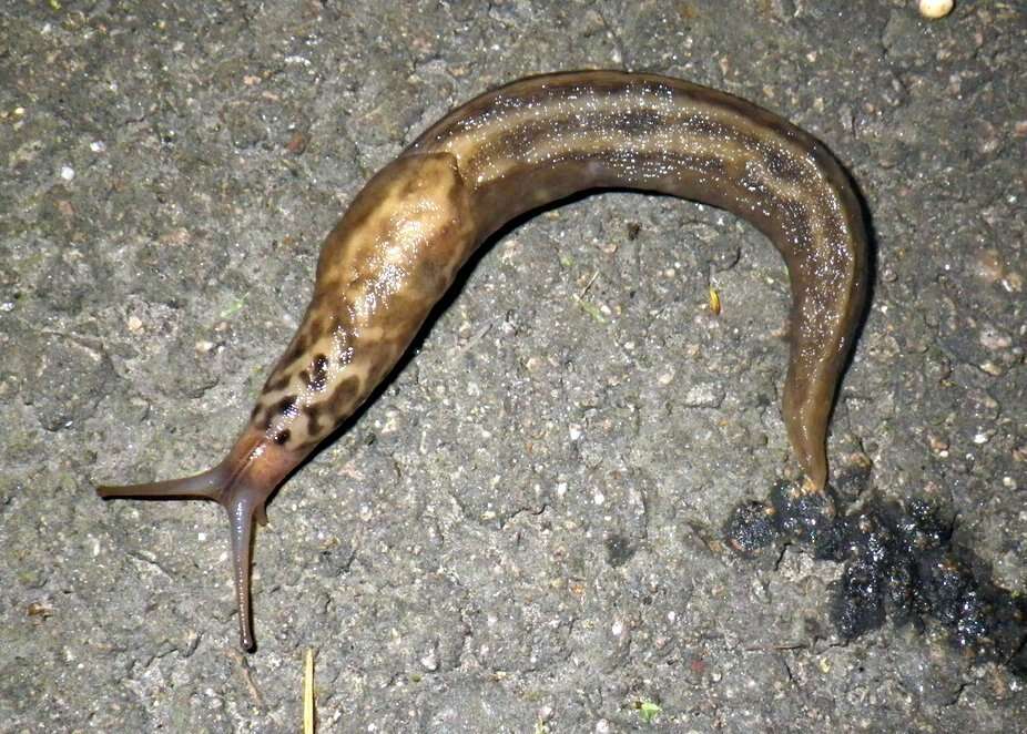 Image of Limax Linnaeus 1758