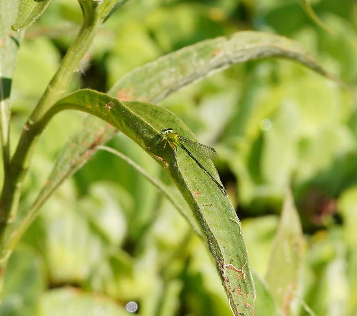 Ischnura pruinescens (Tillyard 1906) resmi