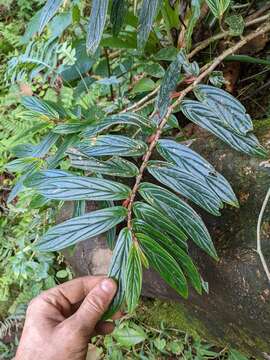 Columnea querceti Oerst.的圖片