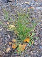 Image of Sand Plantain