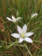 Imagem de Ornithogalum divergens Boreau