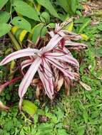 Image of Crinum amabile Donn ex Ker Gawl.