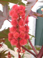 Sivun Ricinus kuva