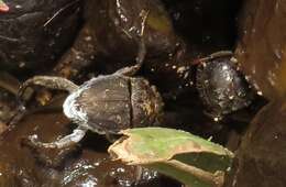 Image de Neosisyphus rubrus (Paschalidis 1974)