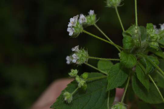 Image of Mesosphaerum urticoides (Kunth) Kuntze