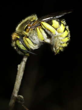 Anthidium loti Perris 1852的圖片