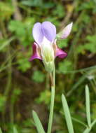 Imagem de Lathyrus clymenum L.