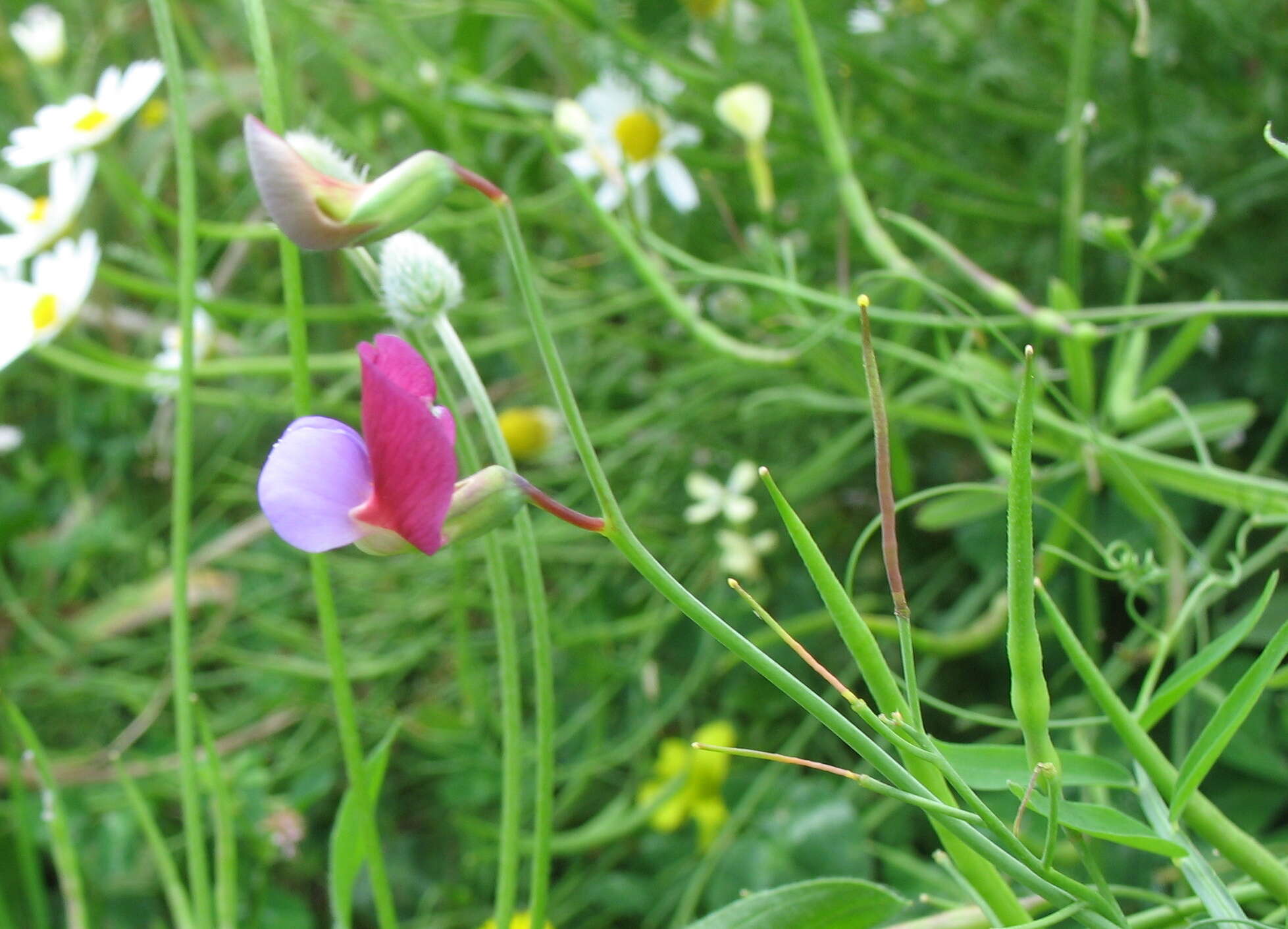 Imagem de Lathyrus clymenum L.