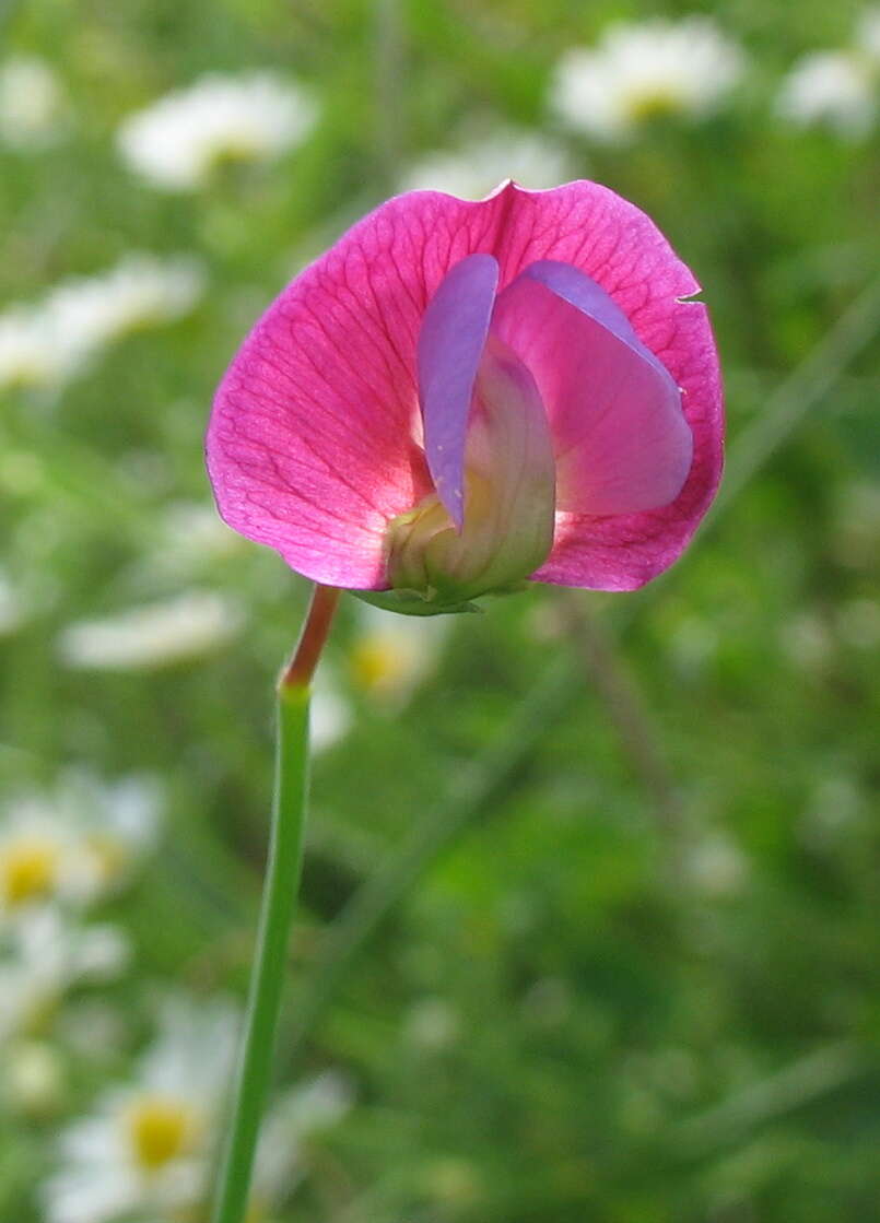 Imagem de Lathyrus clymenum L.