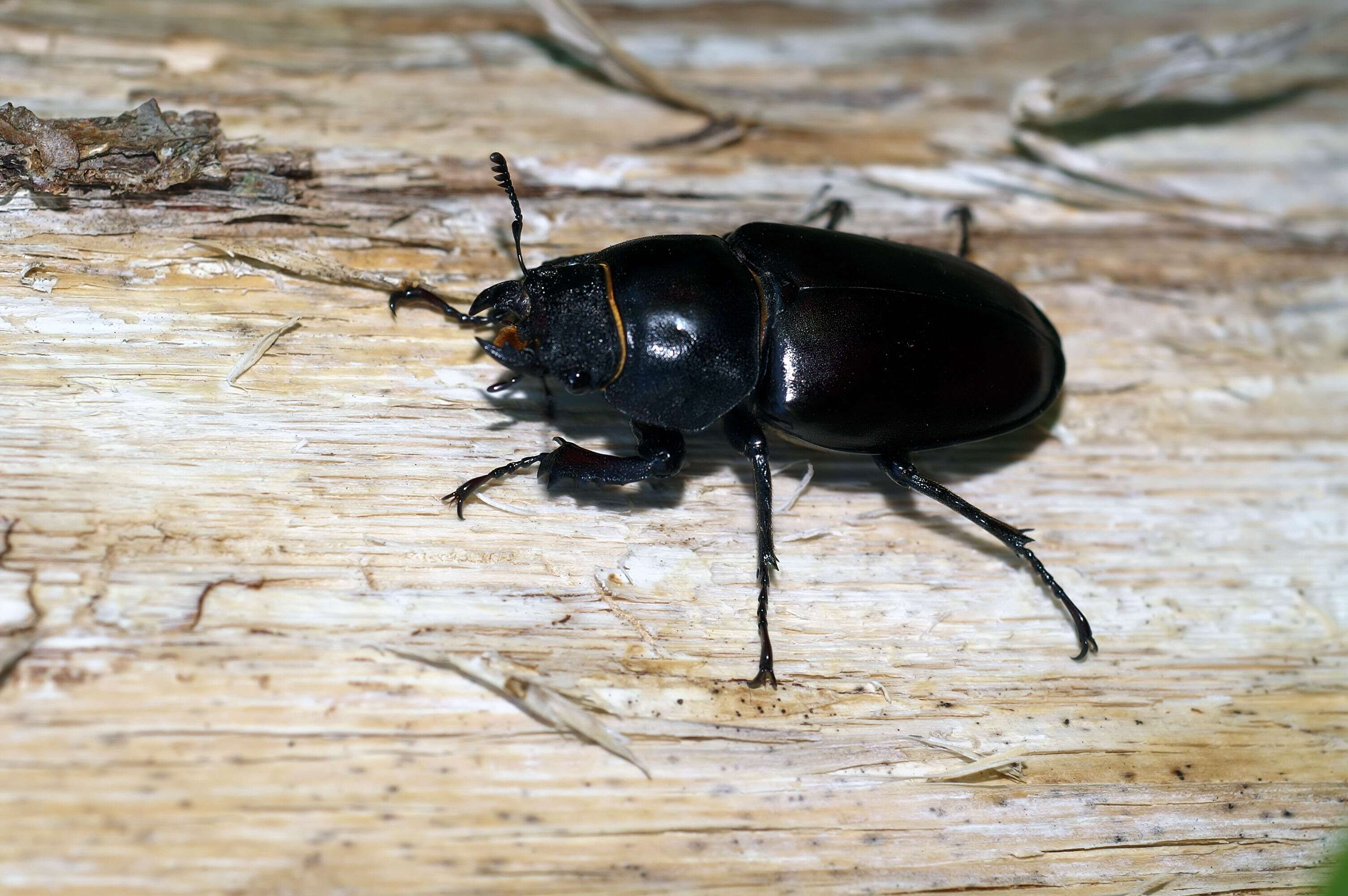 Image of Stag beetle