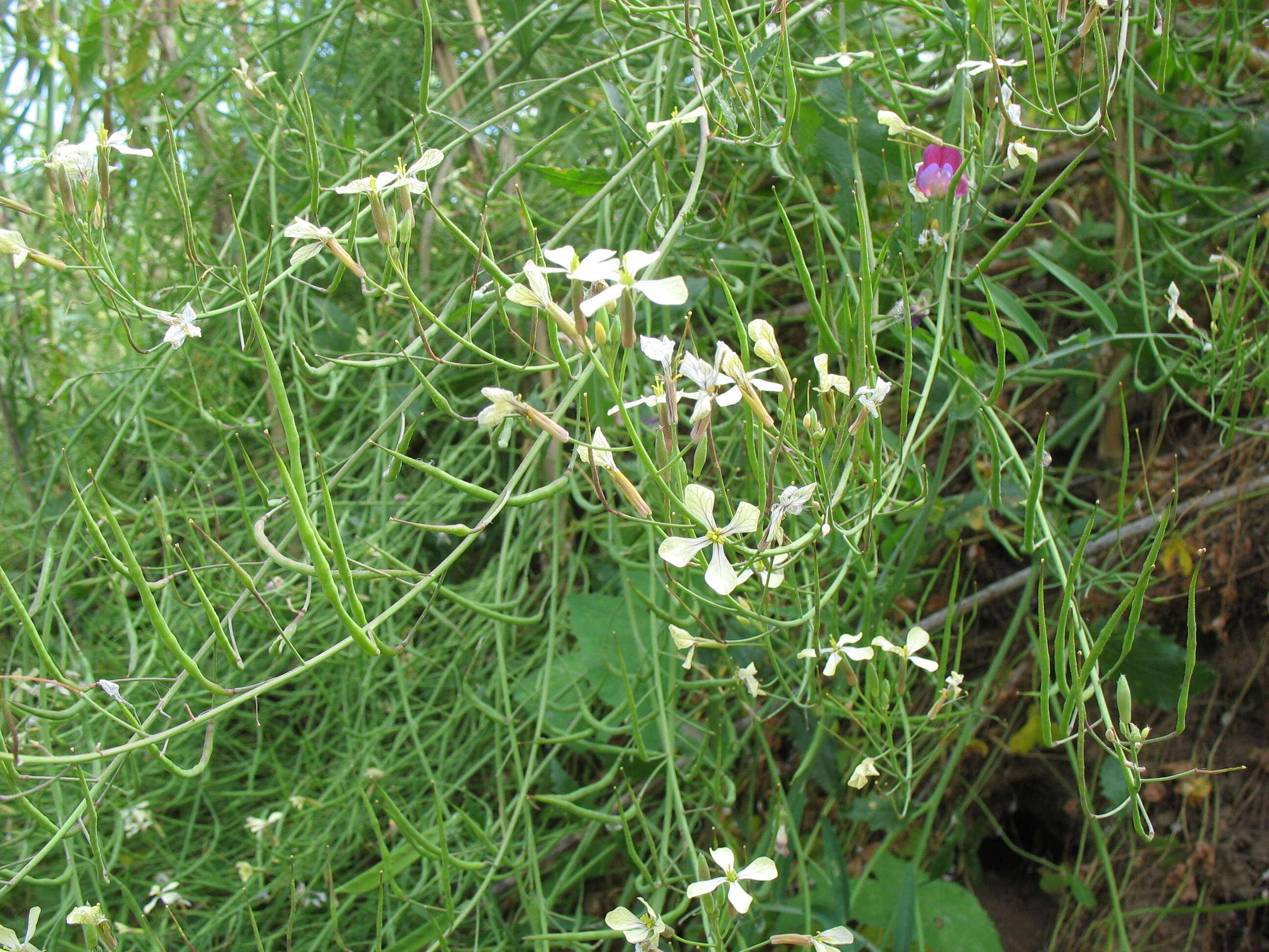 Image of wild radish