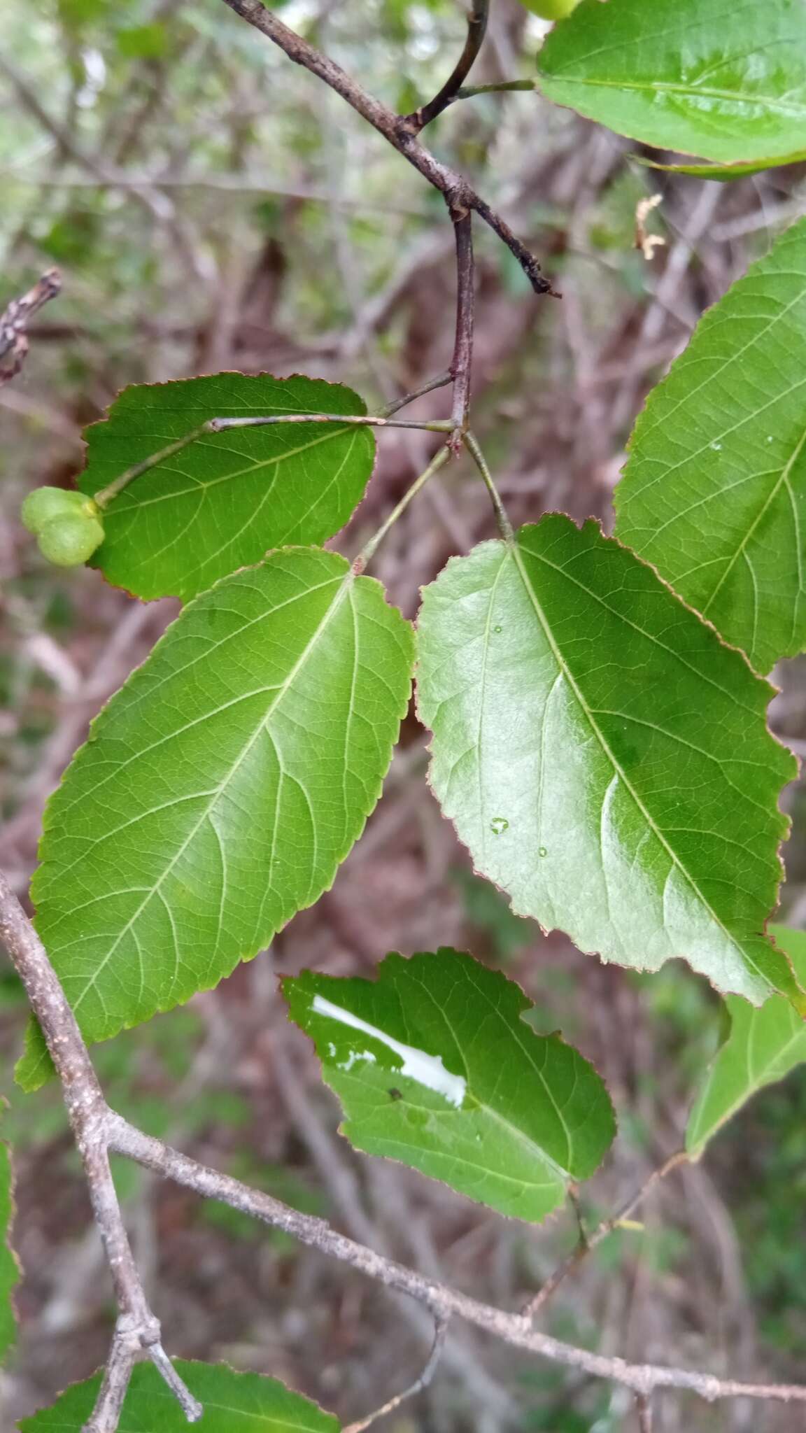 Image of White raisin