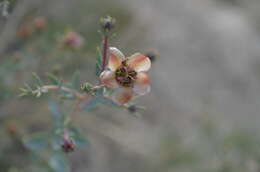 Image de Reaumuria turkestanica Gorschkowa