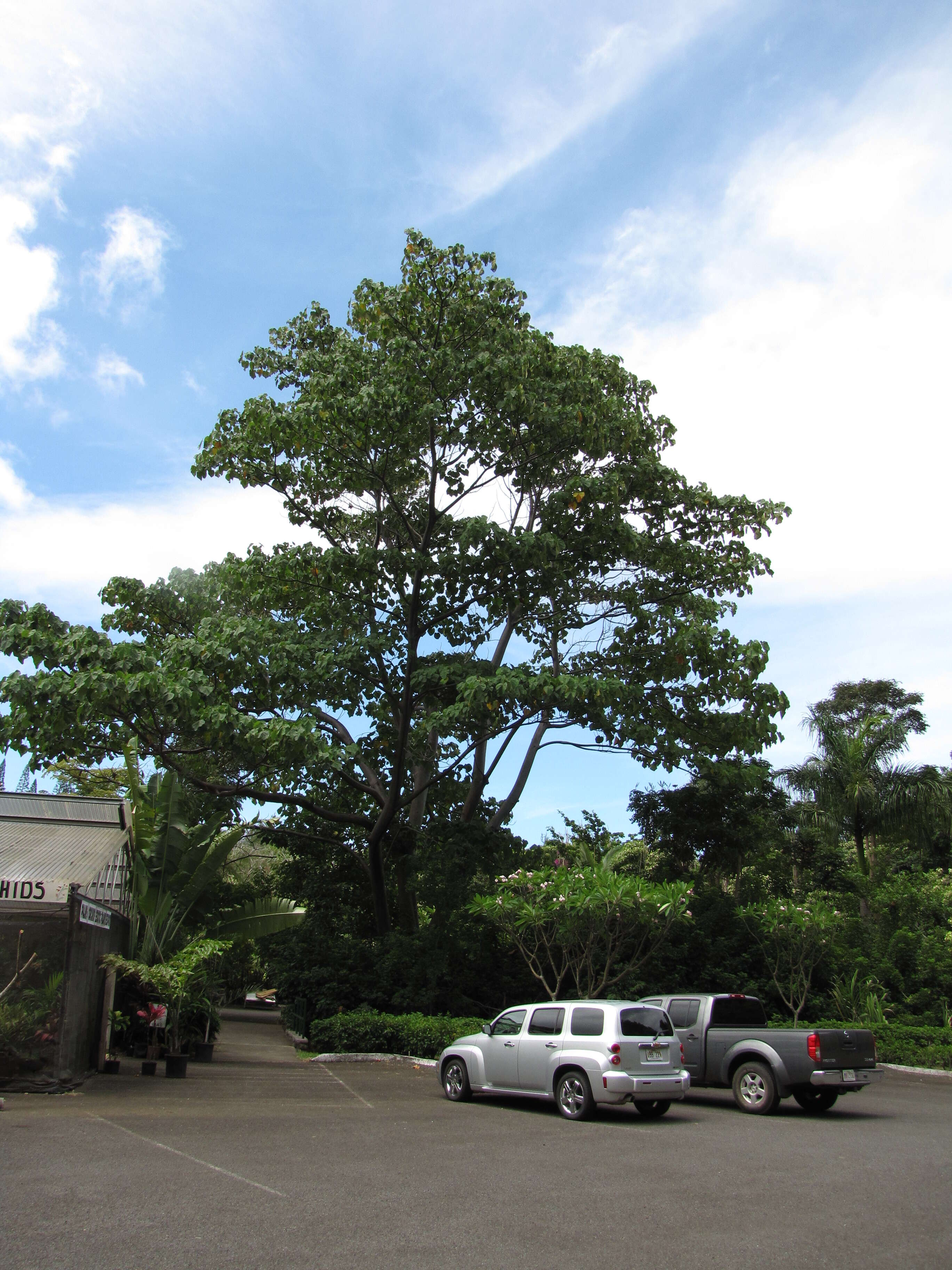 Image of balsa tree