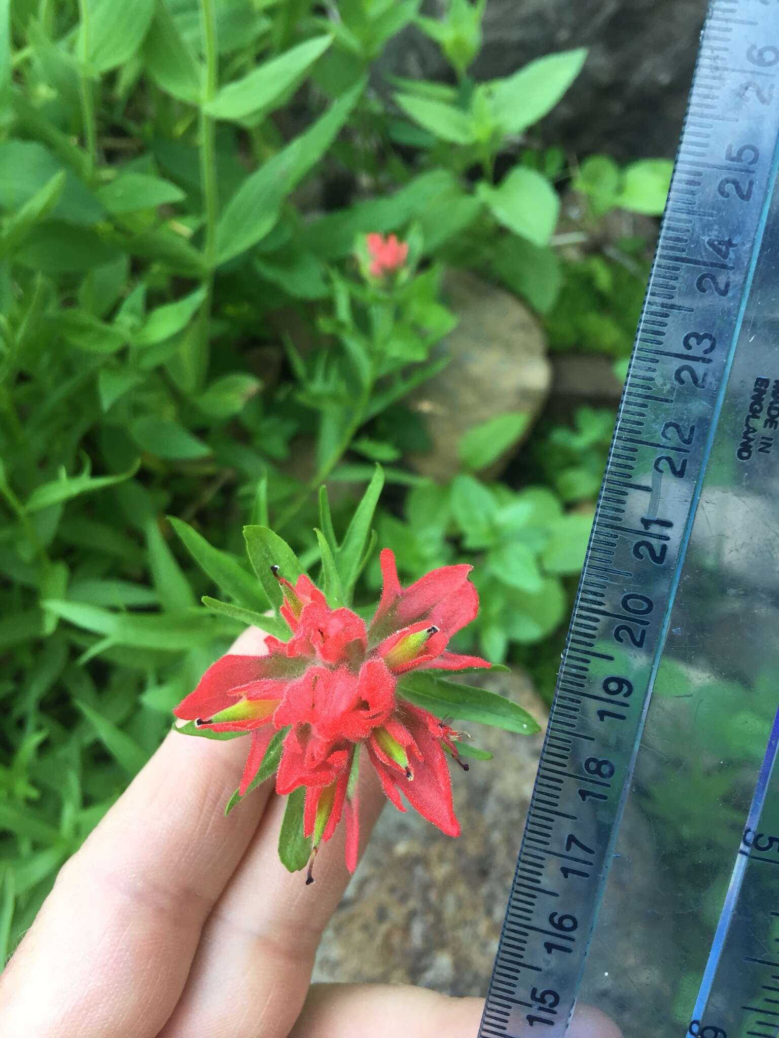 Image of Henry Indian paintbrush