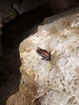 Image of Borneon Horned Frog