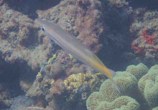 Image of Yellowtail barracuda