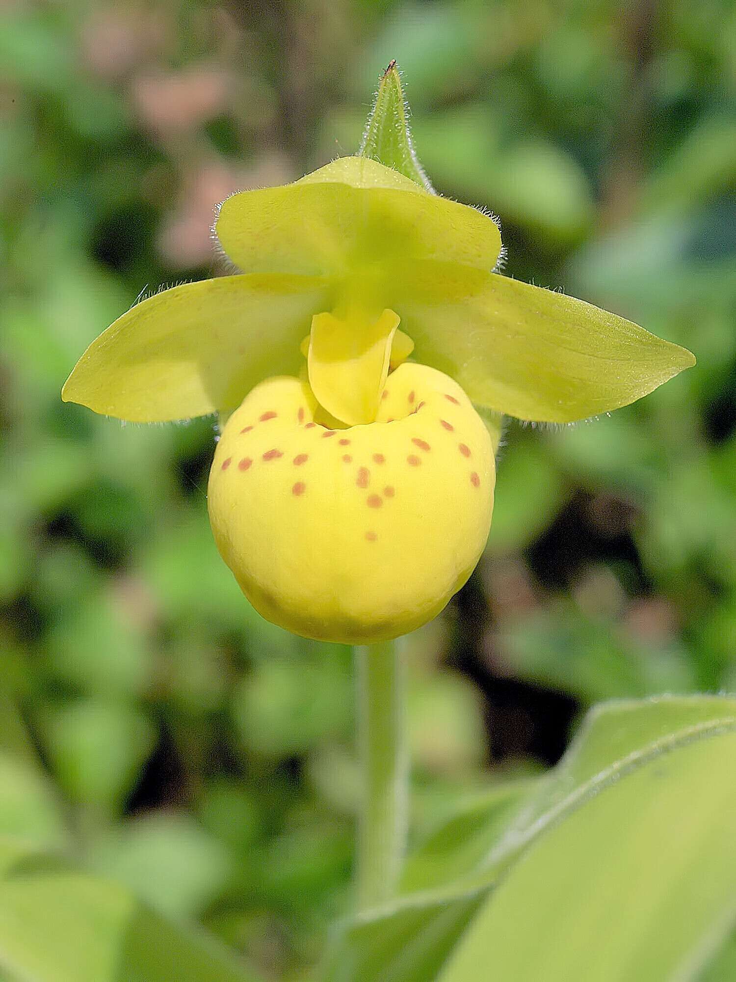 Image of Yellow Cypripedium