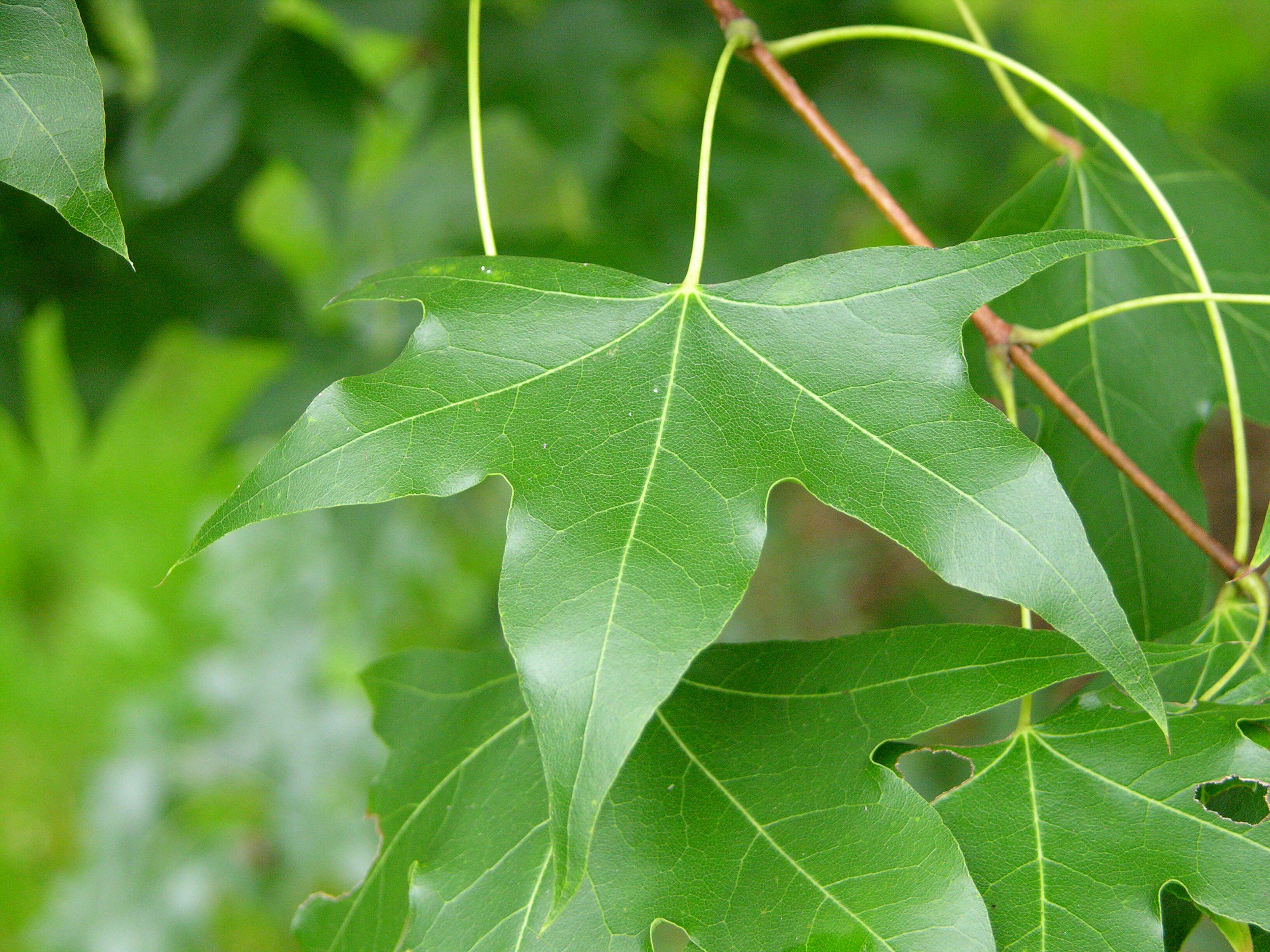 Image of Shandong Maple