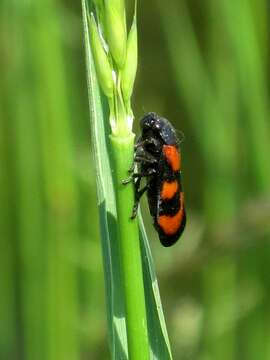 Image of Red-and-black Froghopper