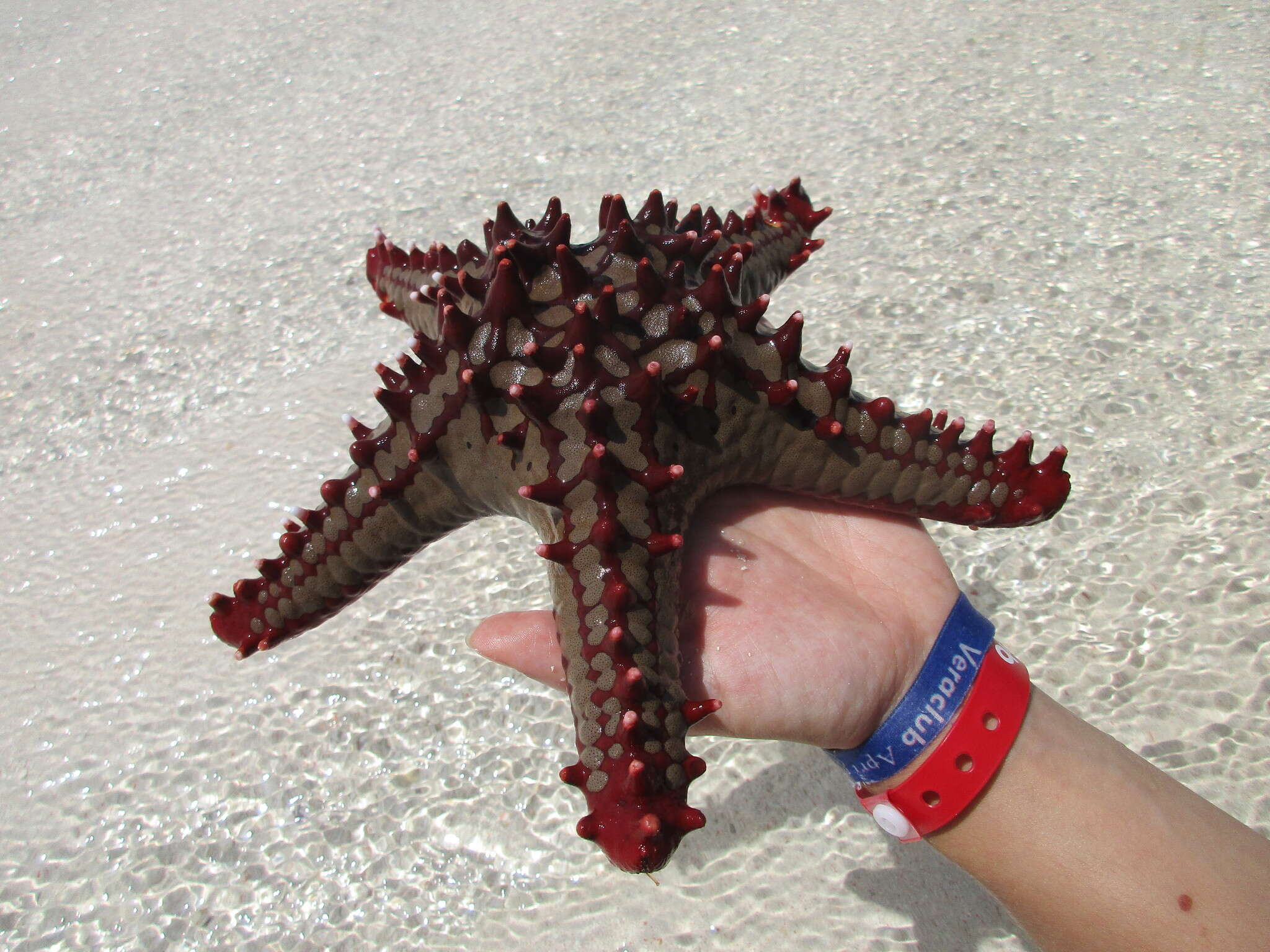 Image of African red knob sea star