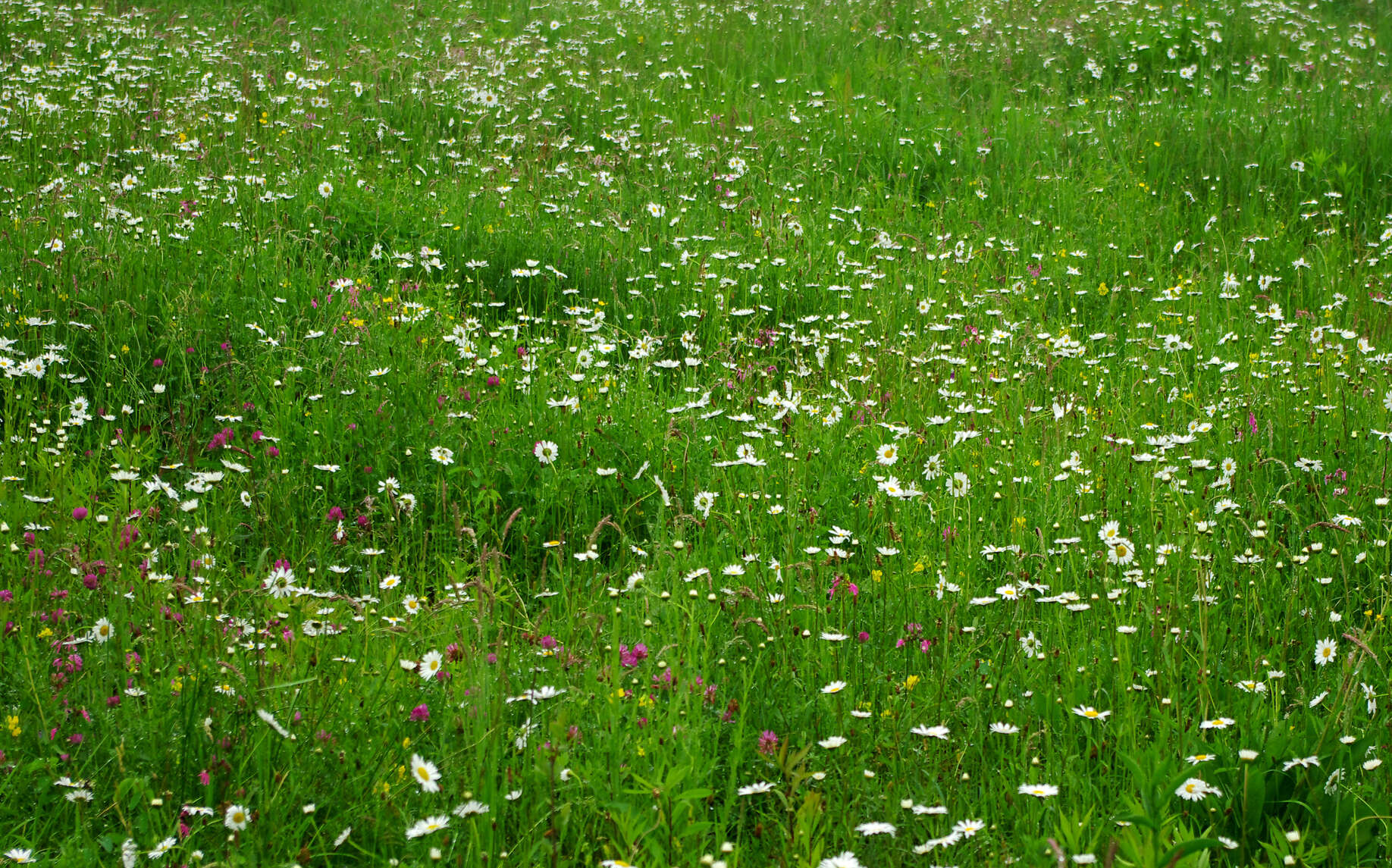 Image of Red Clover