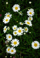 Image of Oxeye Daisy