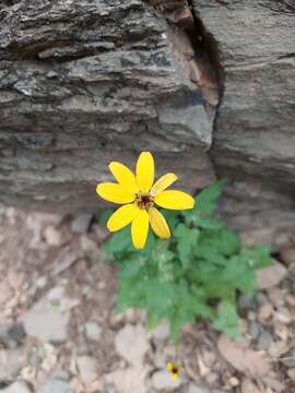 Image of Heliopsis anomala (M. E. Jones) B. L. Turner