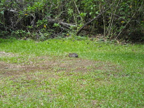 Image of Brazilian Guinea Pig