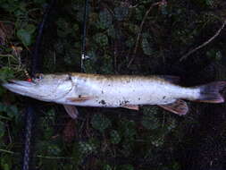 Image of Northern pike