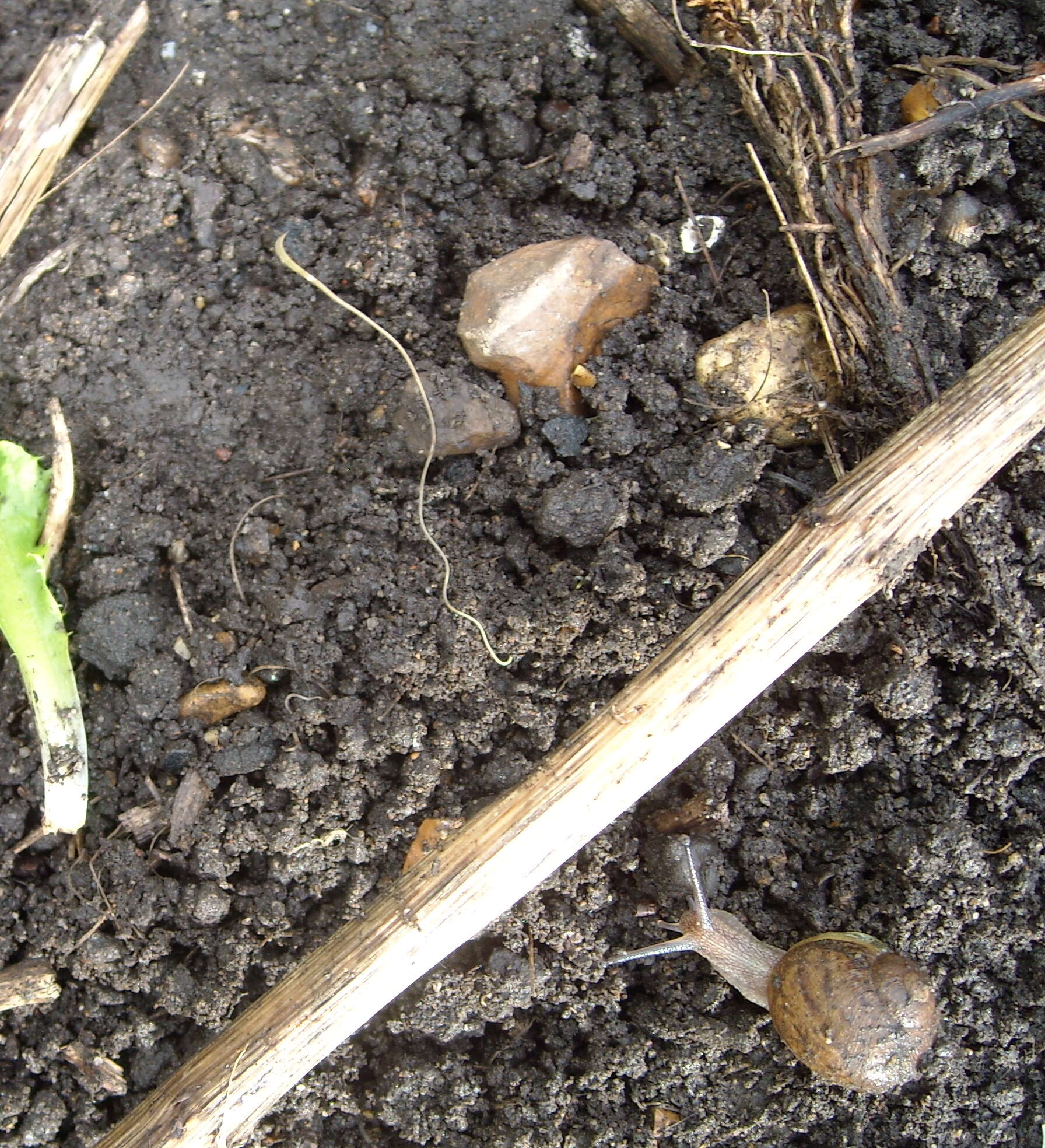 Image of Garden snail